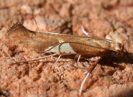 Willow Leafblotch Miner 